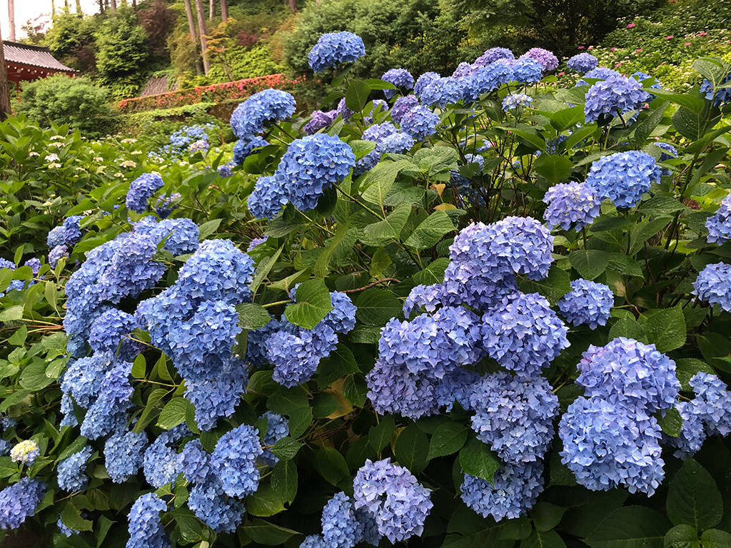 Hydrangea in Mimurotoji Temple, Kyoto, early June