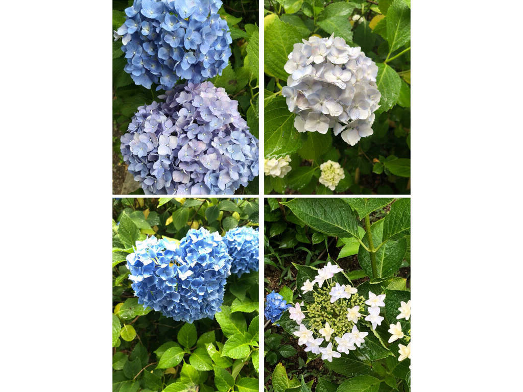 Hydrangea in Mimurotoji Temple, Kyoto, early June