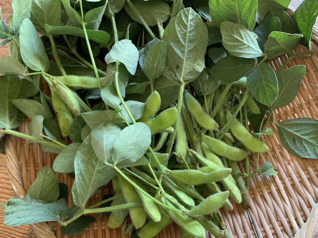 EDAMAME, Seasonal Food in May